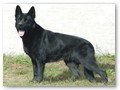 Nexa Policia-Slovakia